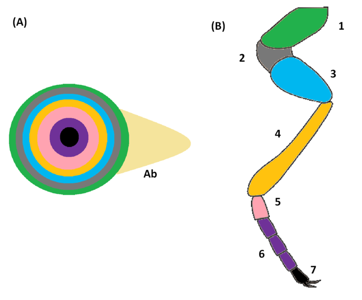 fruitfly imaginal disc